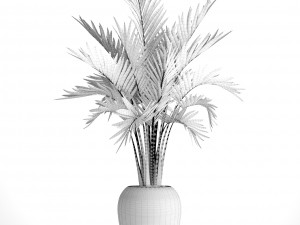 howea forsteriana palm Model 3D