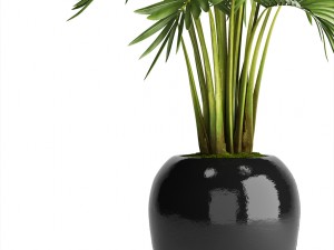 howea forsteriana palm Model 3D