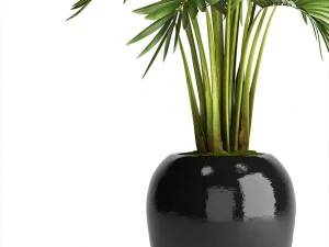 howea forsteriana palm 3D Model
