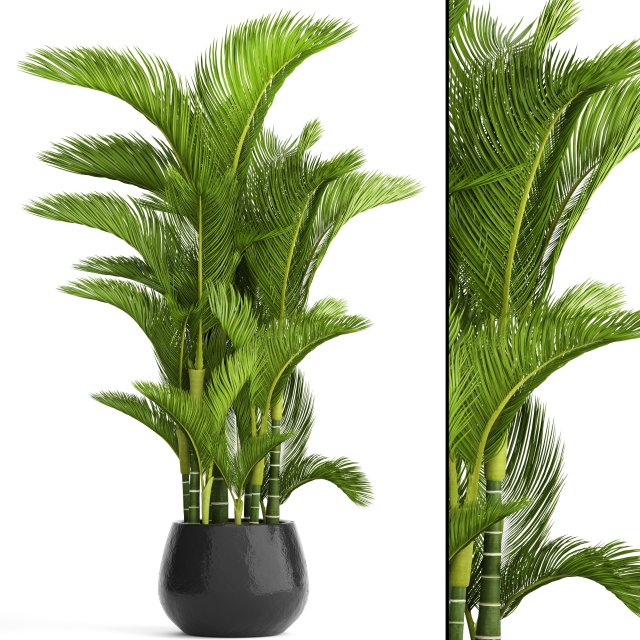 dypsis lutescens 3D 모델 .c4d .max .obj .3ds .fbx .stl .blend 