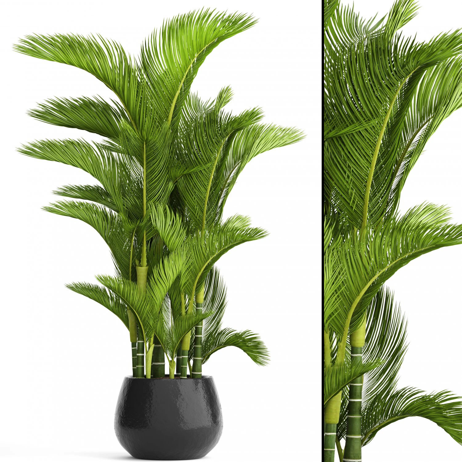 dypsis lutescens 3D Model .c4d .max .obj .3ds .fbx .stl .blend