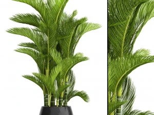 dypsis lutescens 3D Model