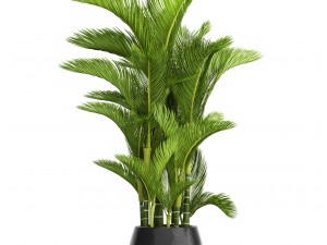 dypsis lutescens 3D 모델
