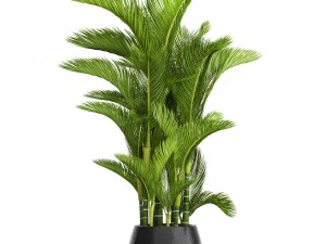 dypsis lutescens 3D Model