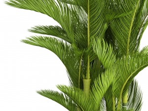 dypsis lutescens 3D 모델