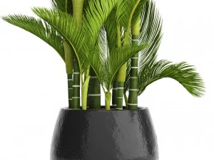 dypsis lutescens 3D Model