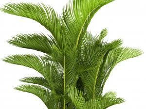 dypsis lutescens 3D Model