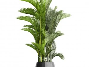 dypsis lutescens 3D Model