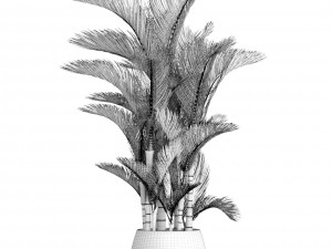 dypsis lutescens 3D 모델
