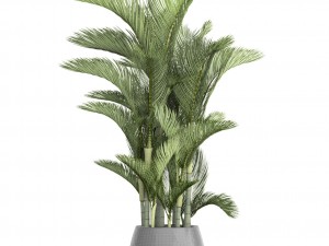 dypsis lutescens 3D 모델