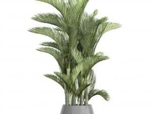 dypsis lutescens 3D Model