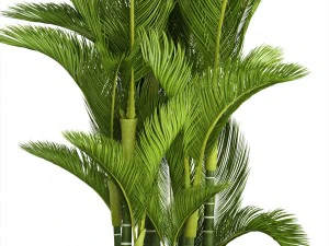 dypsis lutescens 3D Model
