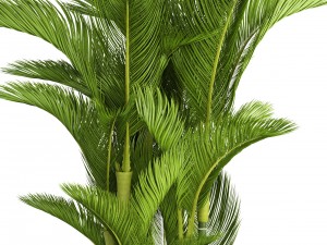 dypsis lutescens 3D 모델
