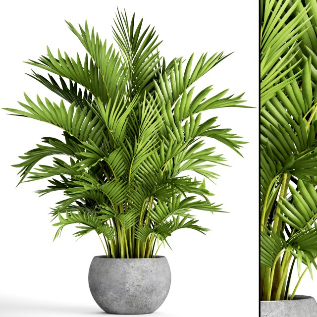 howea forsteriana palm Modelo 3D .c4d .max .obj .3ds .fbx .stl .blend 