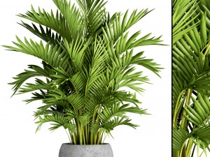 howea forsteriana palm Modelo 3D