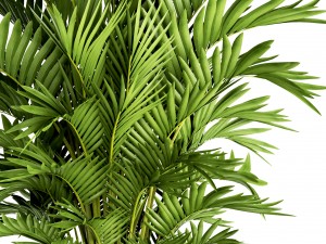 howea forsteriana palm Modelo 3D