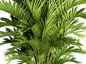 howea forsteriana palm Modelo 3D