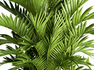 howea forsteriana palm Modelo 3D