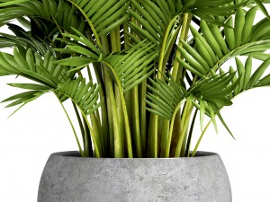 howea forsteriana palm Modelo 3D