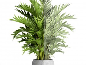 howea forsteriana palm Modelo 3D