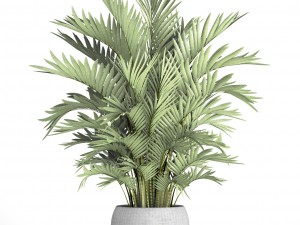 howea forsteriana palm Modelo 3D