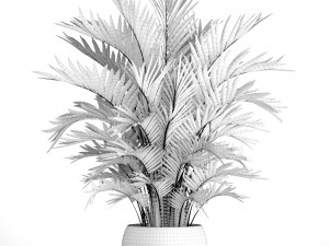 howea forsteriana palm Modelo 3D