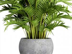 howea forsteriana palm Modelo 3D