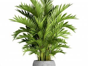 howea forsteriana palm Modelo 3D
