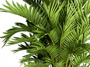 howea forsteriana palm Modelo 3D