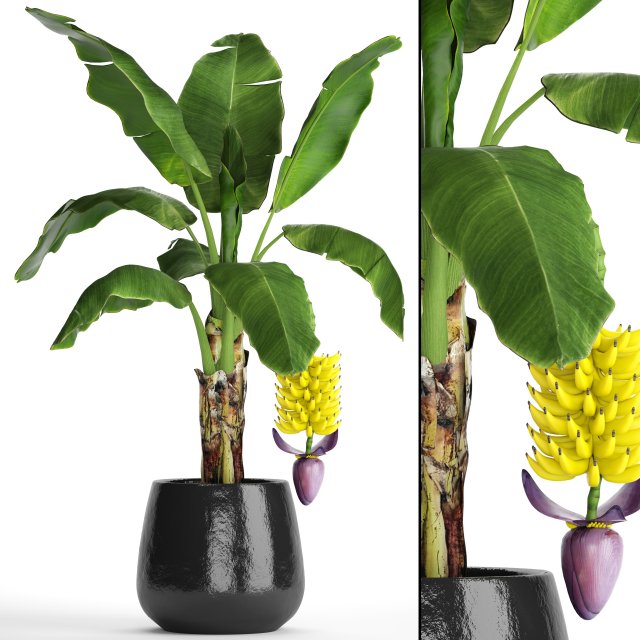 banana palm with banana fruit Modello 3D .c4d .max .obj .3ds .fbx .stl .blend 