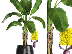 banana palm with banana fruit 3D Model