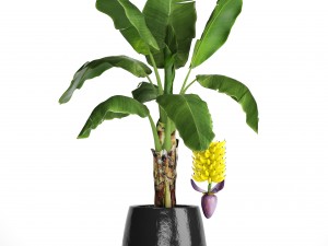 banana palm with banana fruit Modello 3D