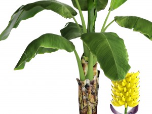 banana palm with banana fruit Modello 3D