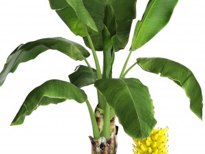 banana palm with banana fruit Modello 3D