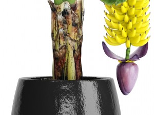 banana palm with banana fruit Modello 3D
