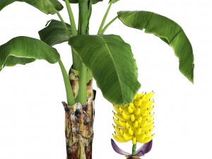 banana palm with banana fruit Modello 3D