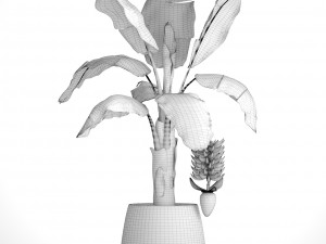 banana palm with banana fruit Modello 3D