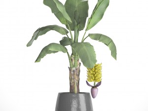 banana palm with banana fruit Modello 3D