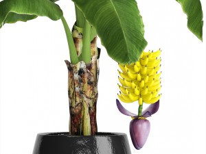 banana palm with banana fruit Modello 3D