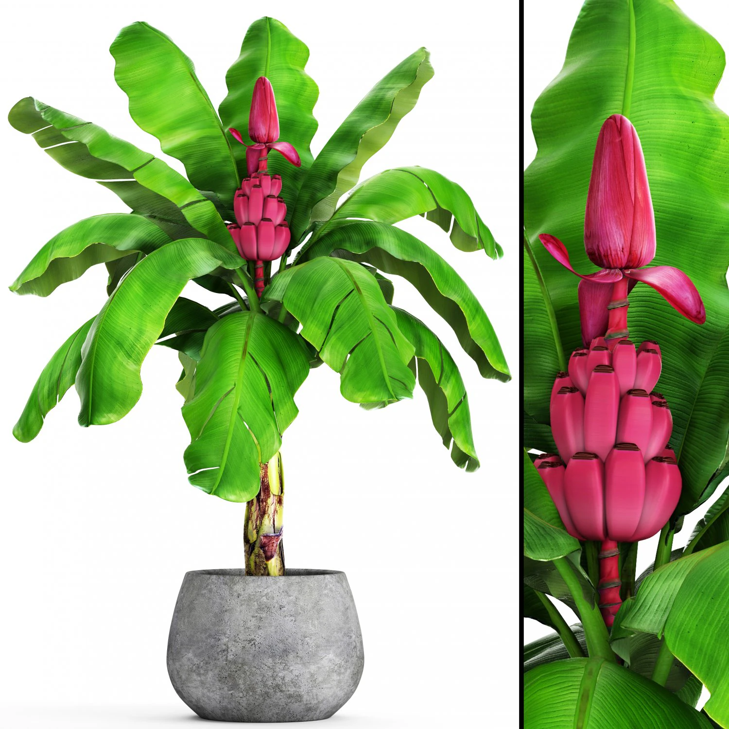 musa velutina palm with banana fruit 3D Model .c4d .max .obj .3ds .fbx .stl .blend 