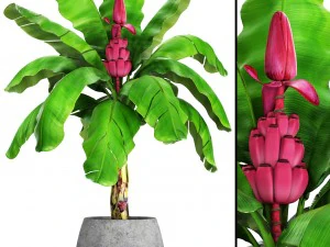 palma musa velutina con frutto di banana Modello 3D