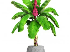 musa velutina palm with banana fruit 3D Model
