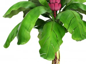 musa velutina palm with banana fruit 3D Model