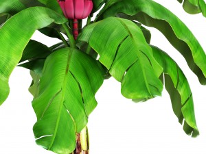 musa velutina palm with banana fruit 3D Модель
