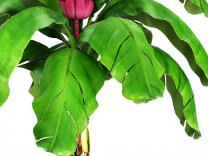 musa velutina palm with banana fruit 3D Model