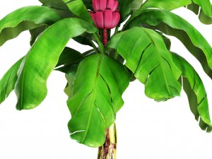 musa velutina palm with banana fruit 3D Model