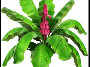 musa velutina palm with banana fruit 3D Модель