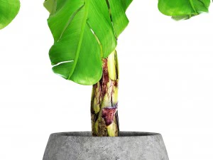 musa velutina palm with banana fruit 3D Model