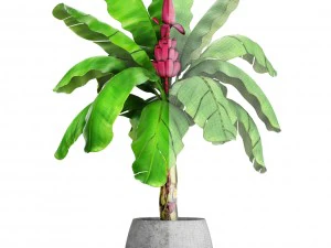 musa velutina palm with banana fruit 3D Model