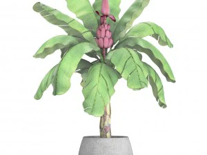 musa velutina palm with banana fruit 3D Model